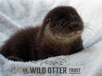 Uk Wild Otter Trust