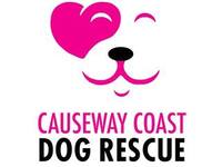 Causeway Coast Dog Rescue Limited (Northern Ireland)