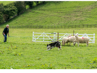 Ceiriog Valley Sheep Dog Society