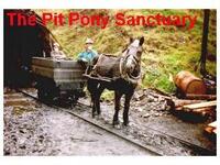 The Pit Pony Sanctuary - Fforest Uchaf Horse and Pony Centre