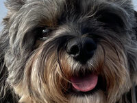 Rags and Friends Easter Monday Walk in Aid of Christian Hope International