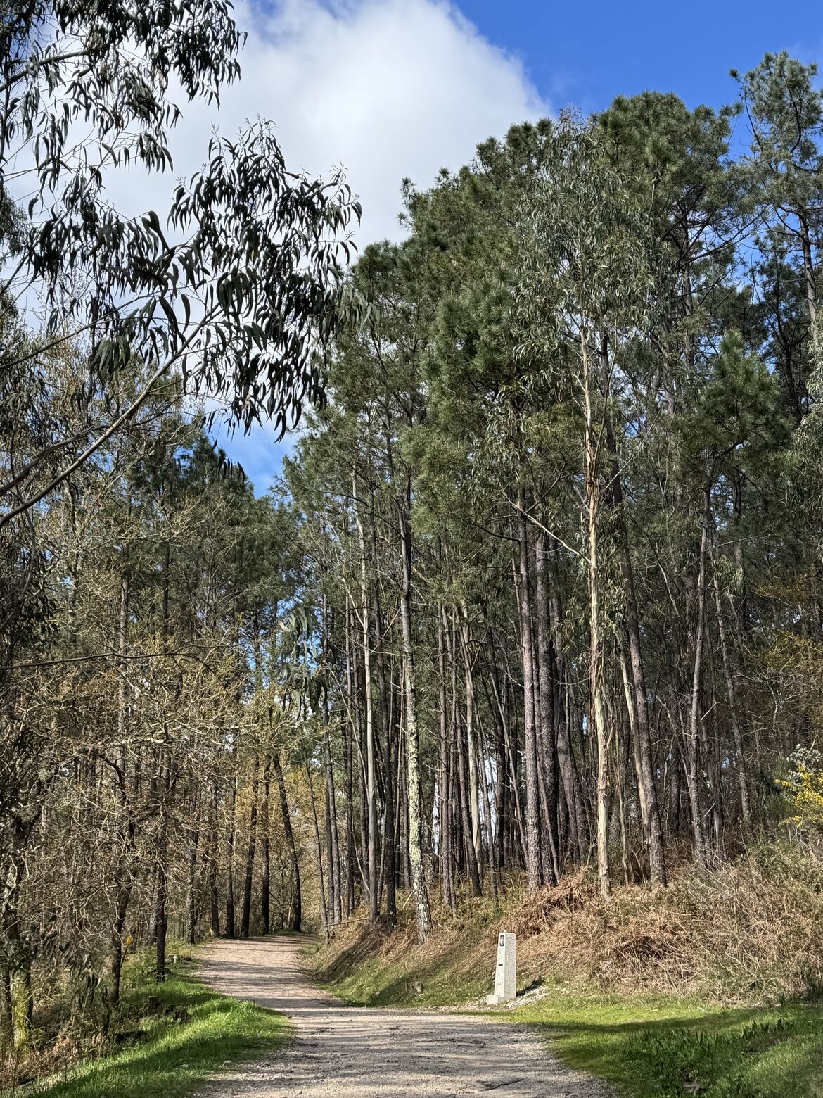 Image uploaded with update