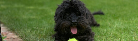 Manchester Marathon 2026