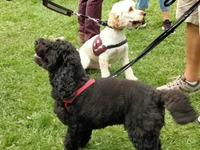 Autumn Raffle for Hearing Dogs