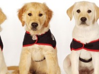 Help give someone the gift of an assistance dog!