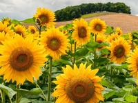 Grow a Sunflower for Refugees
