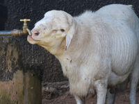 Livestock for Aunt Louise School for the Disabled