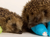 University of Manchester Hedgehog Action Group - Bakesale