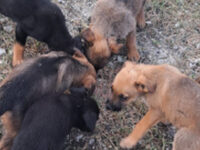 PLEASE DONATE TO DNV TO HELP RESCUE DOGS IN BOSNIA