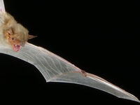 Keele University - Halloween Fundraising