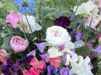 Flowers from Matt’s field