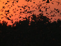 Keep Kasanka's Skies Alive
