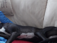 Greyhound Rescue - Lola's Appeal
