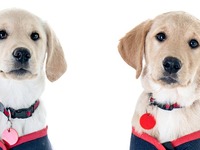 Help give someone the gift of an assistance dog!