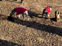 Schnauzer Friends East Anglia 