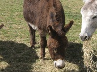 Alison & Millie's Walk for Remus