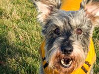 Bristol SchnauzerFest 