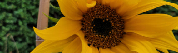 Walking to Support Homeless People in Sheffield