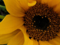 Walking to Support Homeless People in Sheffield