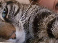 Flying for the Felines