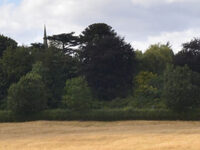 Medieval Earthworks and Buildings at Coleorton