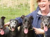 Friends of Greyhound Rescue Boston Lincolnshire-Fundraising