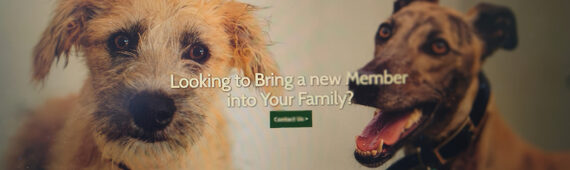 Paws for a Half Marathon: Sponsor East Midlands Dog Rescue