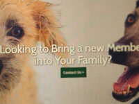Paws for a Half Marathon: Sponsor East Midlands Dog Rescue