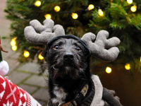 Christmas Sponsored Dog Walk
