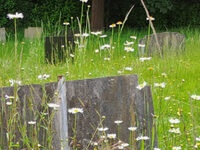 Fungi at St John's Cemetery, Coleorton