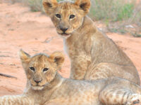 Ride for Wildlife
