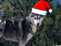 TMB for Mountain Rescue Search Dogs