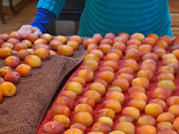 Fruit against cancer