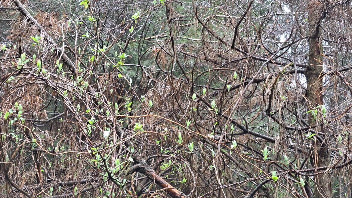 Image uploaded with update