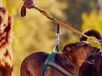 Dan Holloway is walking 5 million steps in 2026!