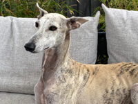 Romy’s Half Marathon for Norfolk Greyhound Rescue