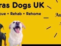 Auras Dogs UK Easter Auction and Raffle appeal