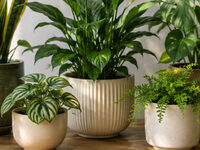 Plant for Life