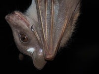 Halloween Bat Match!