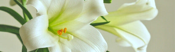 Flowers for Easter 2026