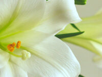 Flowers for Easter 2026