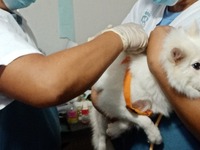 Rabies Vaccinations