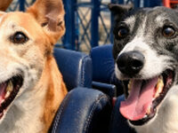 Walking The Big One: Every Step Helps a Greyhound