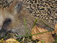 Hedgehog Awareness Week at The University of Manchester