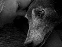 Greyhound Rescue Christmas Blanket Appeal