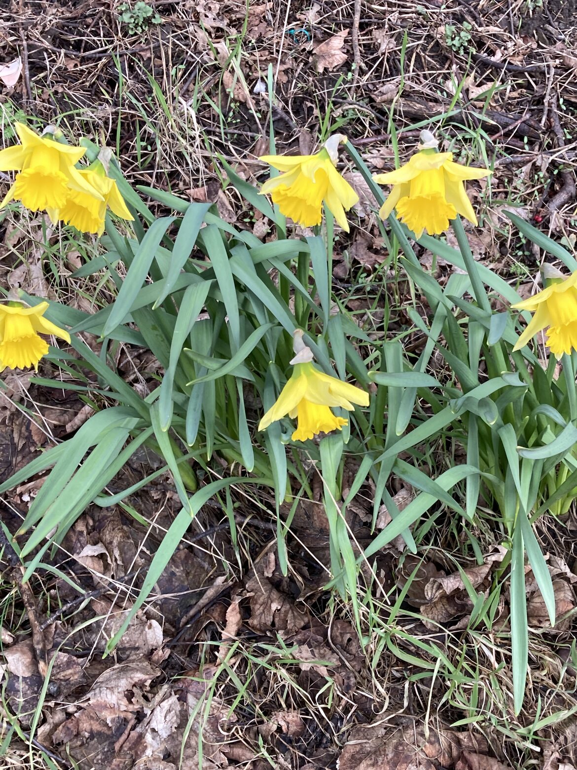 Image uploaded with update