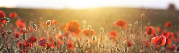 In Memory