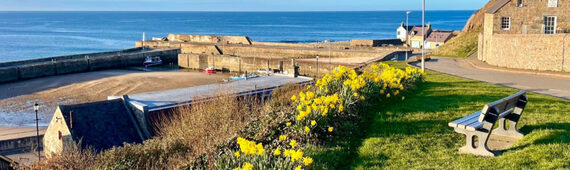 Susanne's Harbour Hoolie