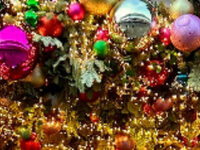 Living Advent Windows